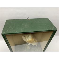 Taxidermy: Victorian cased Barn Owl (Tyto alba), full adult mount perched upon a tree stump amidst a natural setting, encased with an green single- glass display case, H46cm, L39cm, D17cm 