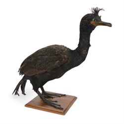 Taxidermy:  Red-Breasted Merganser (Mergus serrator) full adult mount on open display and Cormorant (Phalacrocorax carbo) full adult mount on open display, cormorant H44cm 