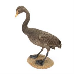 Taxidermy: Black Swan (Cygnus atratus), full mount adult looking straight ahead, stood upon an oval pebble covered base, H68cm