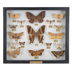 Entomology: Single glazed display of Moths of the World, circa 20th century, single glazed display containing seventeen various specimens, including Tropical Swallowtail, Thyas juno, Galana Serena, Gangarides Rosea, all with attached data labels, all pinned upon foam backing and named labels, enclosed within a glazed ebonised display case, H33cm, L38cm
