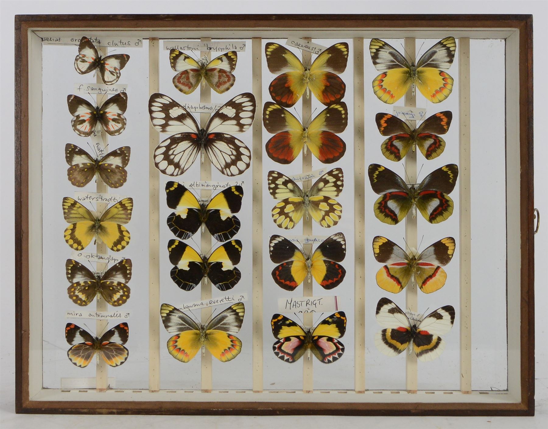 Entomology; Over one hundred butterfly specimens, mainly Delius  and African Colotis, including Delias Pheres, Delias ladas, Delias Iltis etc, housed within British Natural History Museum wartime cabinets with seven double glazed draws together with two illustrated books of the genus Dalius of the World, in Japanese with coloured plates of specimens and habitat images
The cabinets were used to house the entire collection of insects from the British Natural History Museum, which in turn were removed from the Museum to a safe place away from the London Blitz during World War Two, there were eight draws to each cabinet which had handles on the top for ease of lifting and transportation.They have adjustable corked wood slats so as to accommodate various size insects (Wing Spans etc), whilst keeping them in neat rows
