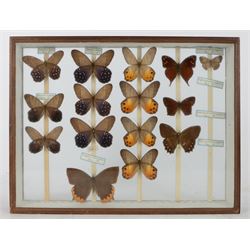 Entomology; British Natural History Museum wartime cabinets with eight double glazed draws with over two hundred butterfly specimens, including Lycaenidae, Dismorphia, Satyridae, Nymphalidae etc, The cabinets were used to house the entire collection of insects from the British Natural History Museum, which in turn were removed from the Museum to a safe place away from the London Blitz during World War Two, there were eight draws to each cabinet which had handles on the top for ease of lifting and transportation.They have adjustable corked wood slats so as to accommodate various size insects (Wing Spans etc), whilst keeping them in neat rows 