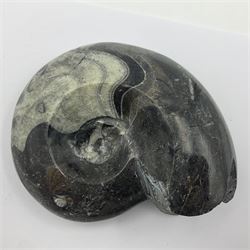 Two polished goniatites, age Devonian period, location Morocco, largest H18cm, L17cm