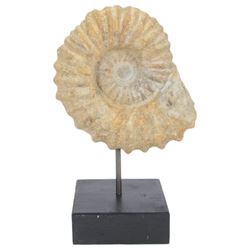 Pair of ammonite fossil, mounted upon a rectangular wooden base, age; Cretaceous period, location; Morocco, H32cm