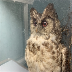 Taxidermy: Victorian cased Great Horned Owl (Bubo virginianus), perched upon a tree stump, in naturalistic setting with long and short grasses, set against a pale blue painted backdrop, enclosed within an ebonized single pane display case, with paper label verso inscribed Giant Horned Owl from N America, H84cm L51.5cm D29cm