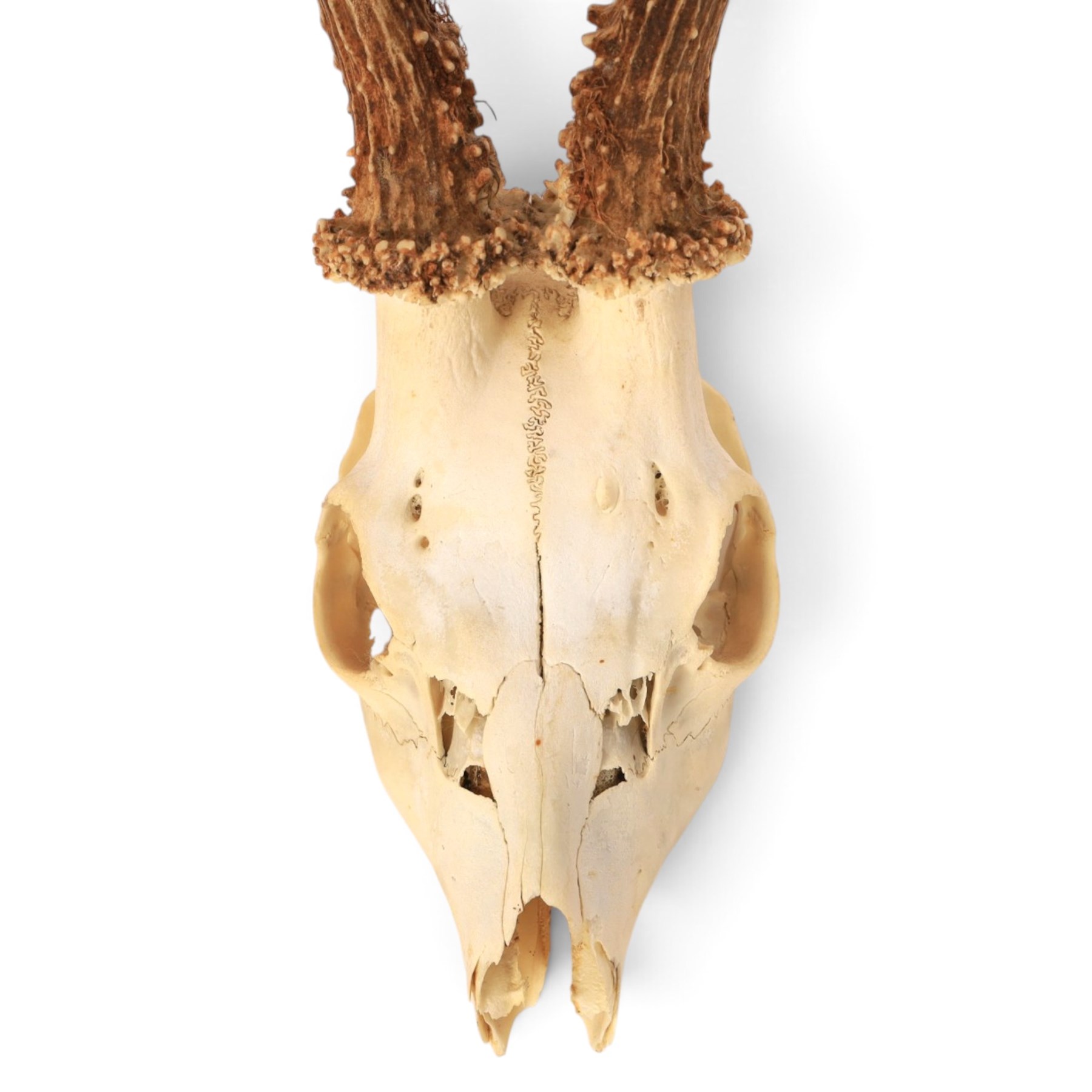 Taxidermy: European Roe Deer (Capreolus capreolus), shoulder mount, together with Roe deer antlers on cut upper skull