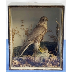 Taxidermy: A Victorian cased Merlin (Falco columbarius), in naturalistic setting with lichen, grasses and other fauna, set against a pale blue painted backdrop, encased within an ebonised single pane display case, traces of paper label verso, H35.5cm L29cm D14.5cm 