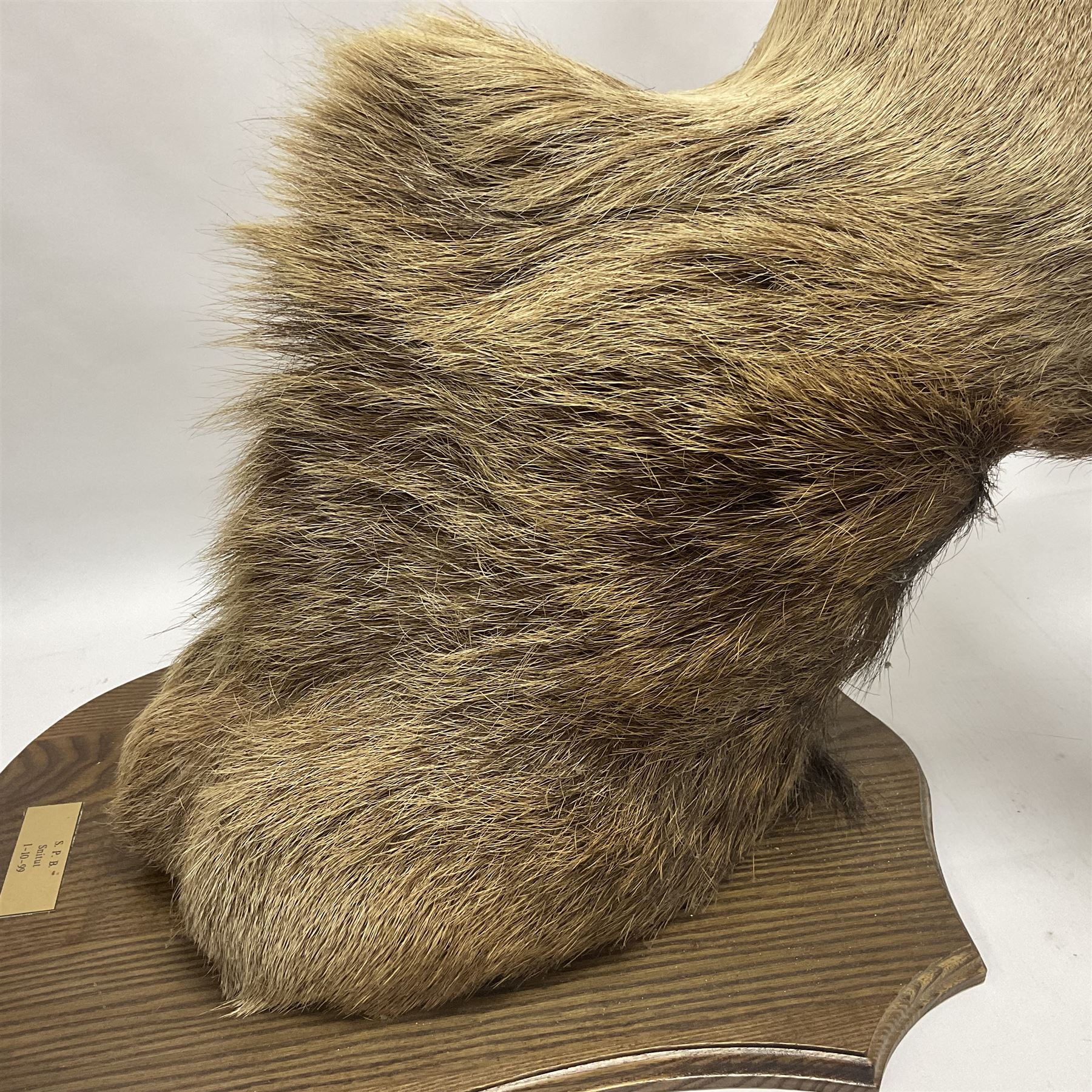 Taxidermy: Red Deer (Cervus elaphus), adult male imperial stag shoulder mount looking straight ahead, ten point antlers, mounted upon a shaped wooden shield, D65cm