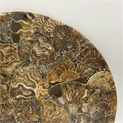 Polished ammonite plate, formed of individual ammonites, age: Jurassic period, D28cm