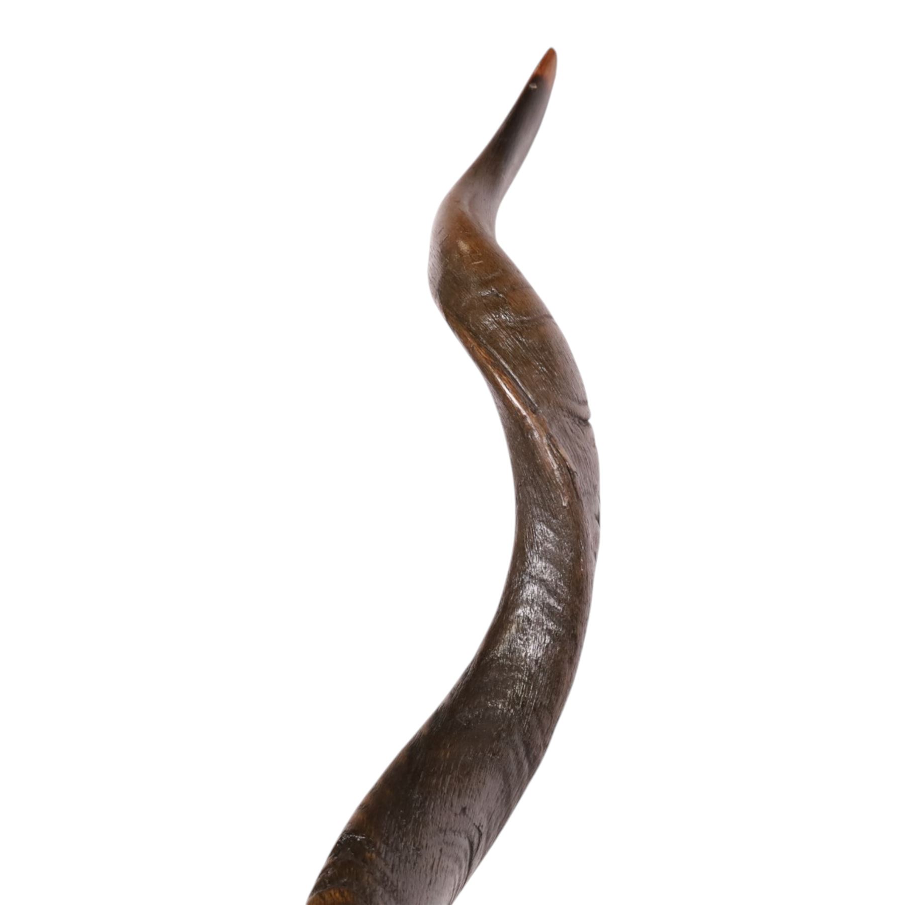 Horns/Antlers; pair of Kudu (Strepsiceros strepsiceros) horns, H95cm