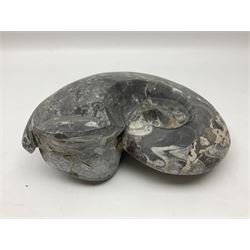 Large polished Goniatite, age; Devonian period, H25cm, L31cm