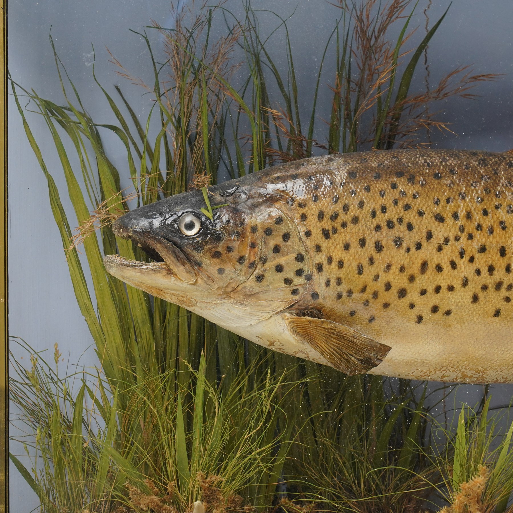 Taxidermy - Brown Trout (Salmo Trutta), skin mount set over river bed, with reeds and ferns, against blue painted back drop, enclosed within an ebonised bow-front display case, W58cm 