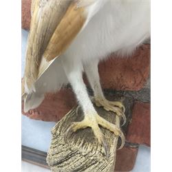 Taxidermy: Wall Mounted Barn Owl (Tito alba), dated 2001, by David Astley, Taxidermist, York, a high quality full mount adult male with head turning to the right, perched upon a short wooden beam, set against a faux brick back drop, width 50cm x height 55cm overall, bearing taxidermist's full paper trade label verso.
with Cites Article 10 (non transferable) licence no.24GBA102LOMN1 Cause of death RTA - 2001. This specimen would require a re-export licence to export from the UK, an import permit would be required into your chosen country, this is the responsibility of the buyer alone, David Duggleby Auctioneers and Valuers do not offer any onward re-export or import licences.