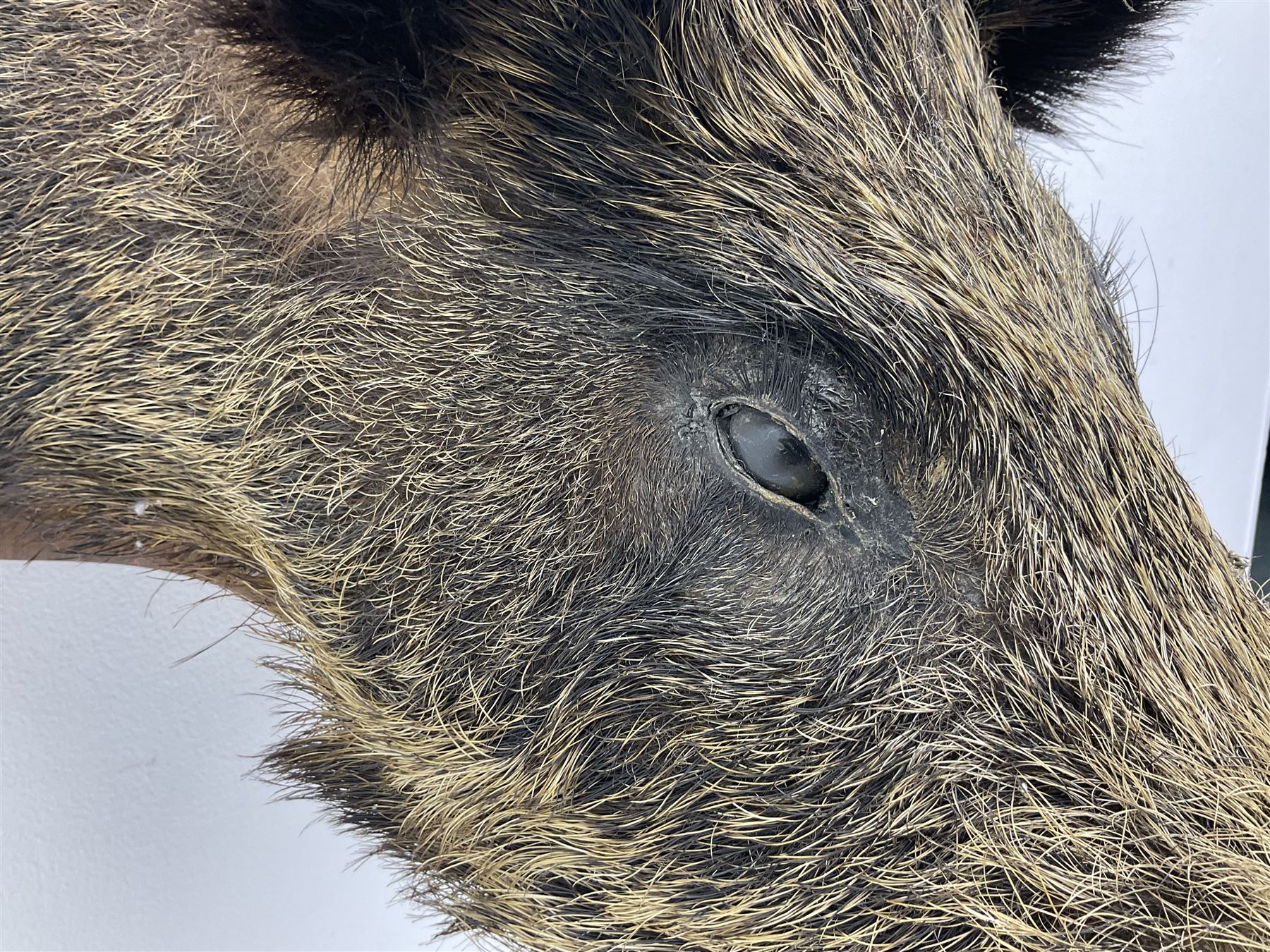 Taxidermy; European Wild Boar (Sus scrofa), adult shoulder mount looking straight ahead, with mouth agape, mounted upon a wooden shield, H70cm