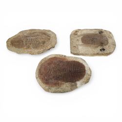 Three Trilobite specimens, comprising Selenopeltis buchhi, age Ordivician period, location...