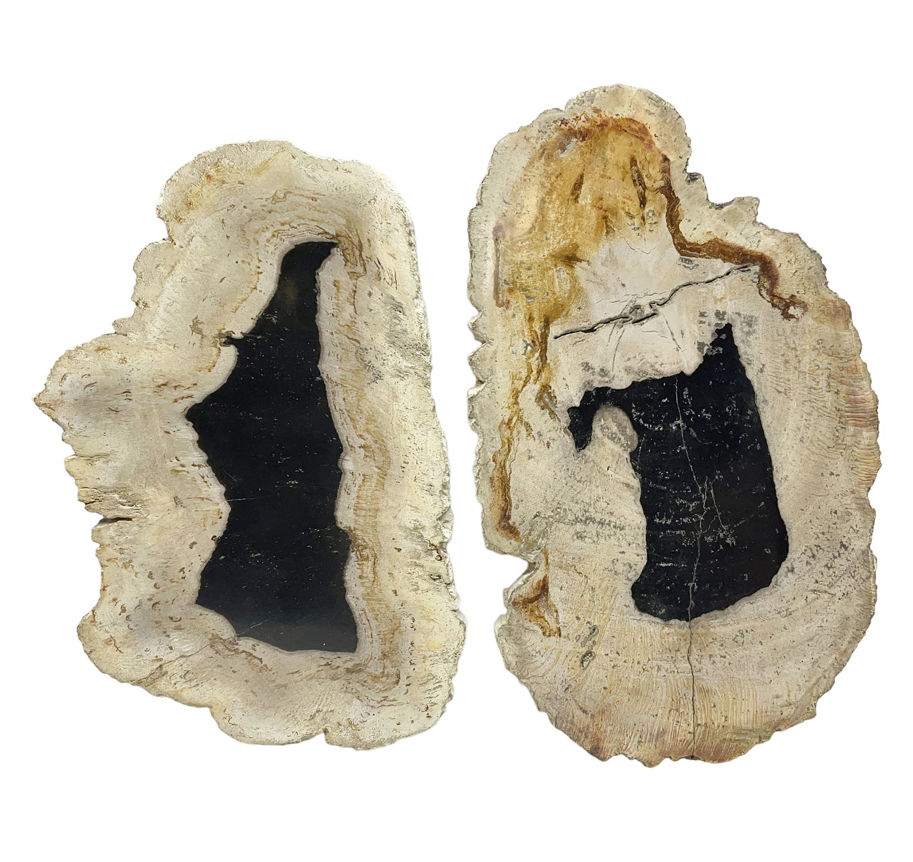 Pair of polished petrified wood slices, sliced in cross-section and polished to both sides, some growth rings still visible and a blackened centre, texture to edges, H17cm, L28cm