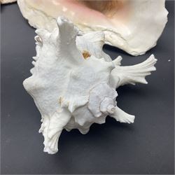 Conchology: selection of conch shells, to include horned examples, largest H17cm, L24cm