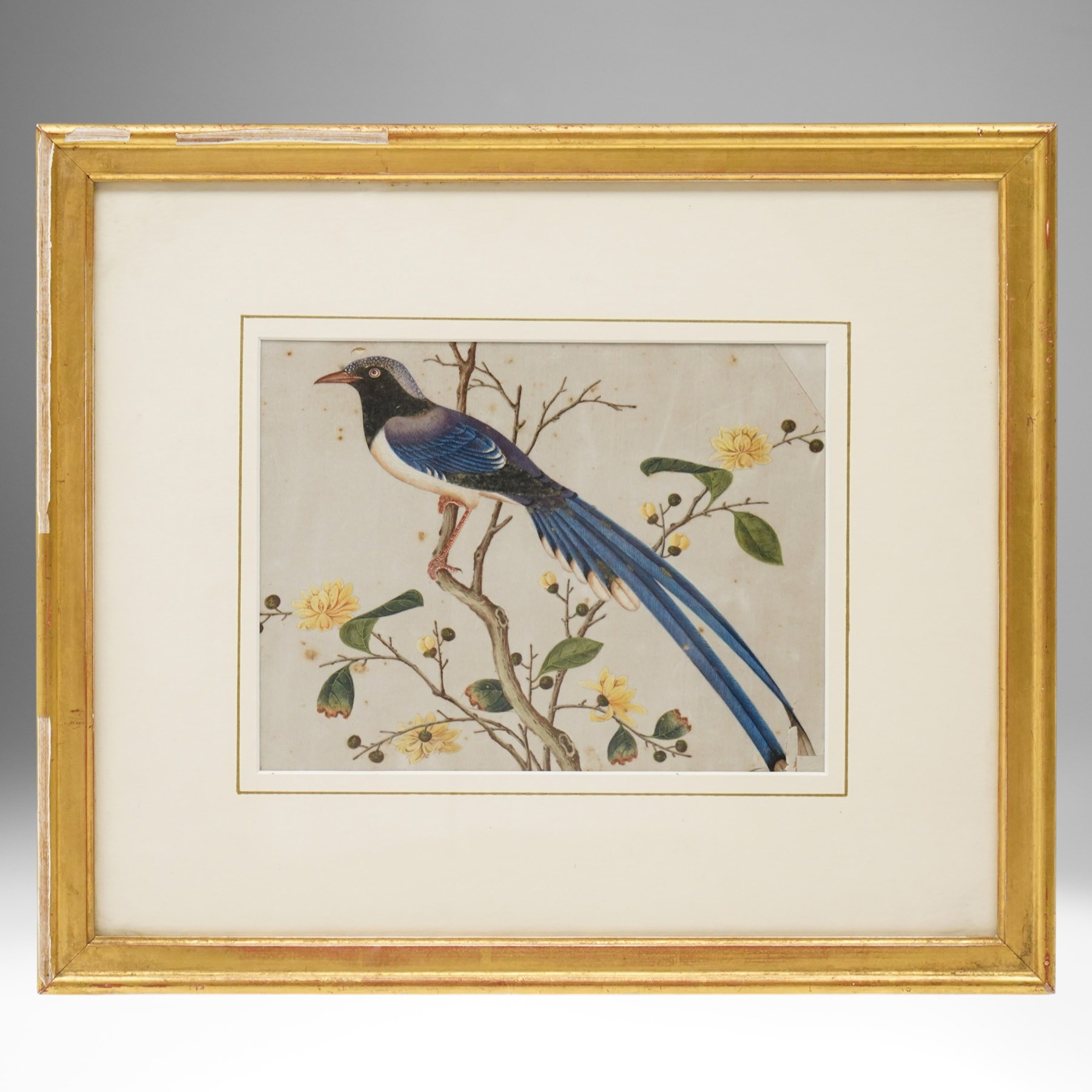 Chinese School (19th Century): Study of a Magpie on a Branch, body colour on rice paper 18cm x 24cm