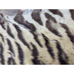 Skins/Hides: Victorian Tiger skin rug (tigris tigris), with green backing with scalloped edges,  L188cm  