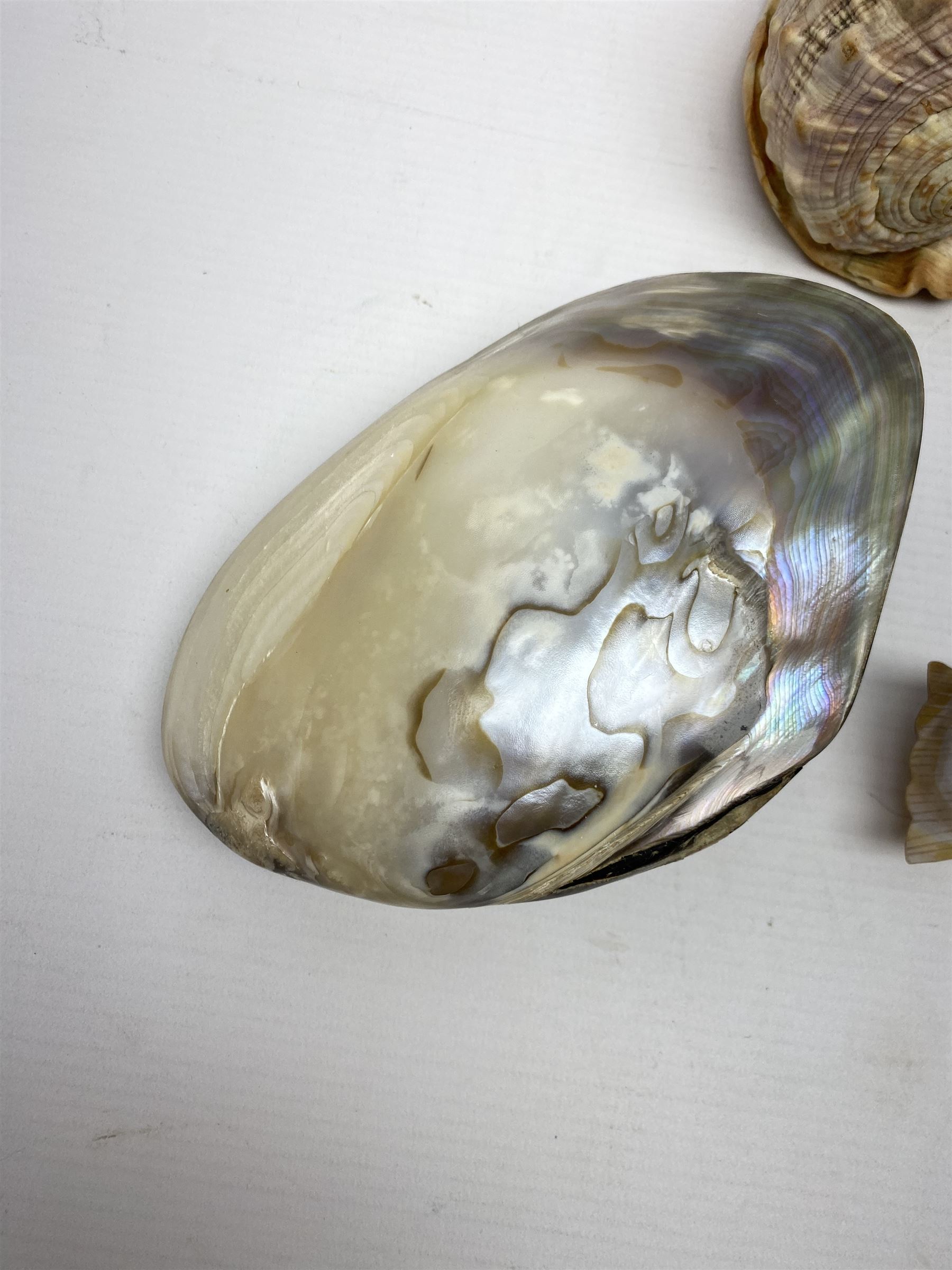 Carved oyster shell depicting tahiti, together with half a clam shell and other shells 