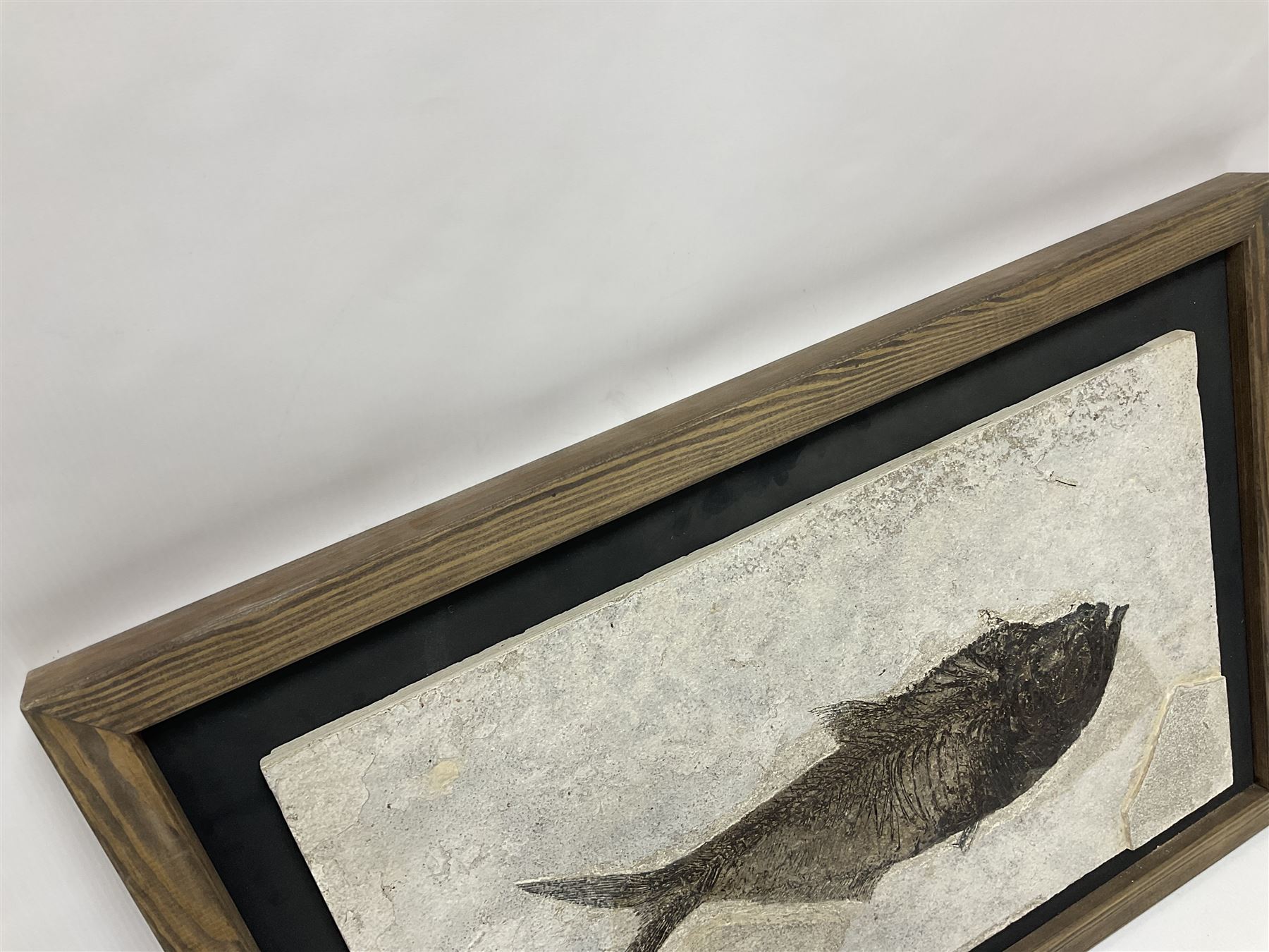 Large Fossilised fish in matrix (Knightia alta), age; Eocene period, location; Green River Formation, Wyoming, USA, in frame, fish L42cm, frame H49cm, L72cm