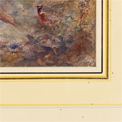 James Stinton (British 1870-1961): Pheasants Breaking Cover, watercolour signed 17cm x 26cm
