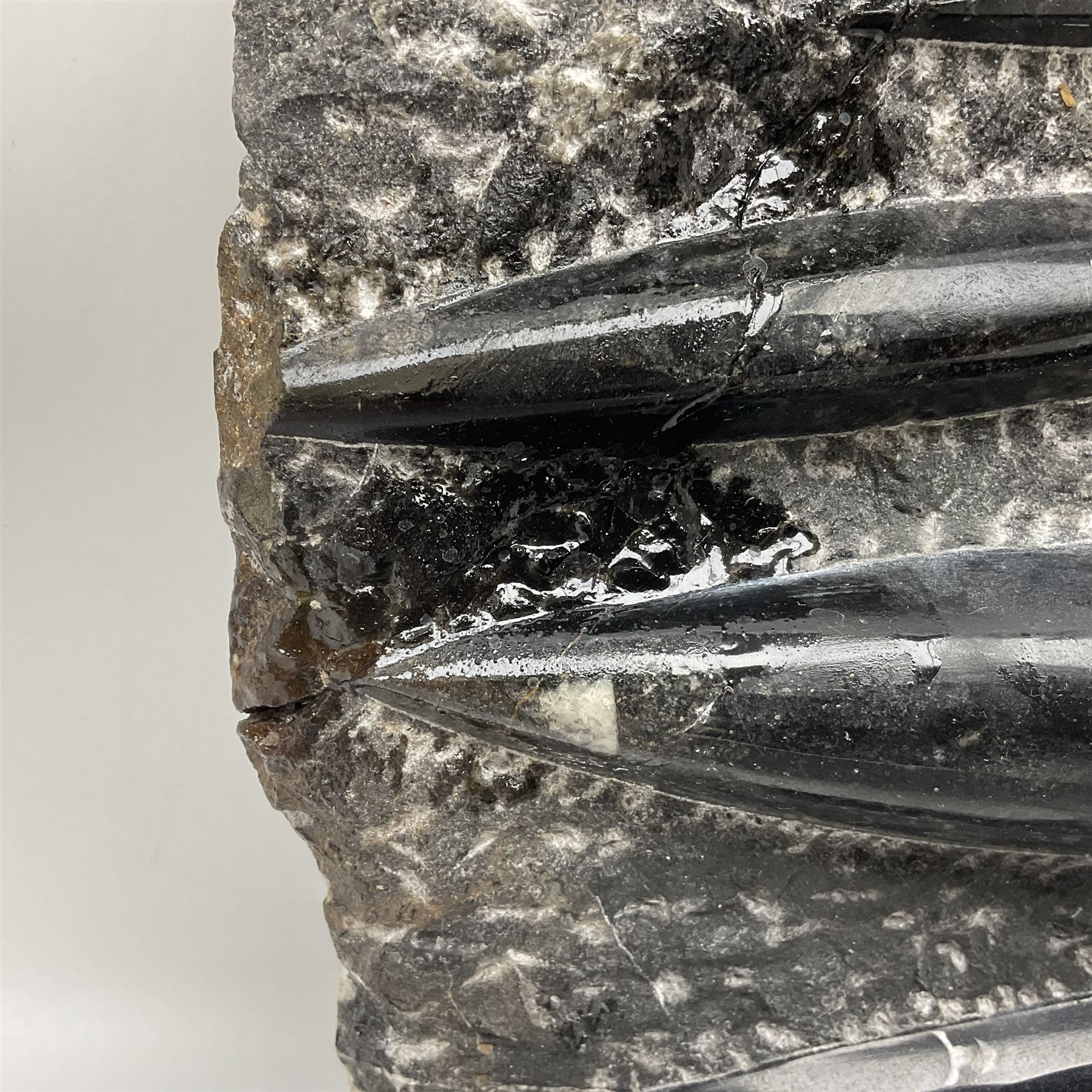 Orthoceras fossil group, age: Devonian period, H33cm, L30cm