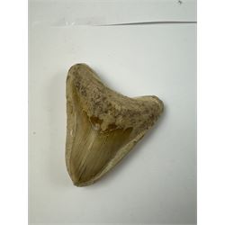 Large Megalodon (Otodus Megalodon) tooth fossil, with fine serrations in a matrix, age; Miocene period location; Java, Indonesia, H10cm, W11cm 
Notes; Believed to have grown as large as 18 metres, the Megalodon was the largest shark and one of the most dominant marine predators ever to have existed. It roamed the ancient seas for around 20 million years until their extinction around 3.6 million years ago. Megalodon teeth vary in colour and ton. influenced and coloured over the millennia by the conditions in which they are preserved