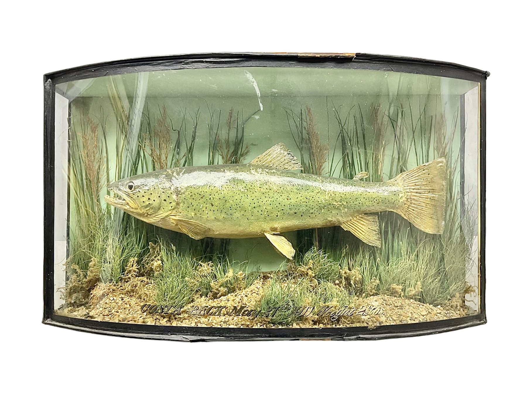Taxidermy: Brown trout (Salmo trutta), skin mount set above a pebbled river bed with reeds and ferns, against blue painted back drop, enclosed within an ebonised bow-front display case, with 'Costa Beck May 27th 1911, Weight 2 1/2lbs', inscribed to the glass, H34cm, L58cm 