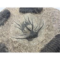 Montage group of trilobites in stone matrix, showing four Crotalocephalina gibba and one Dicranurus monstrosus to the centre, age; Devonian period, location; Morocco, D23cm 