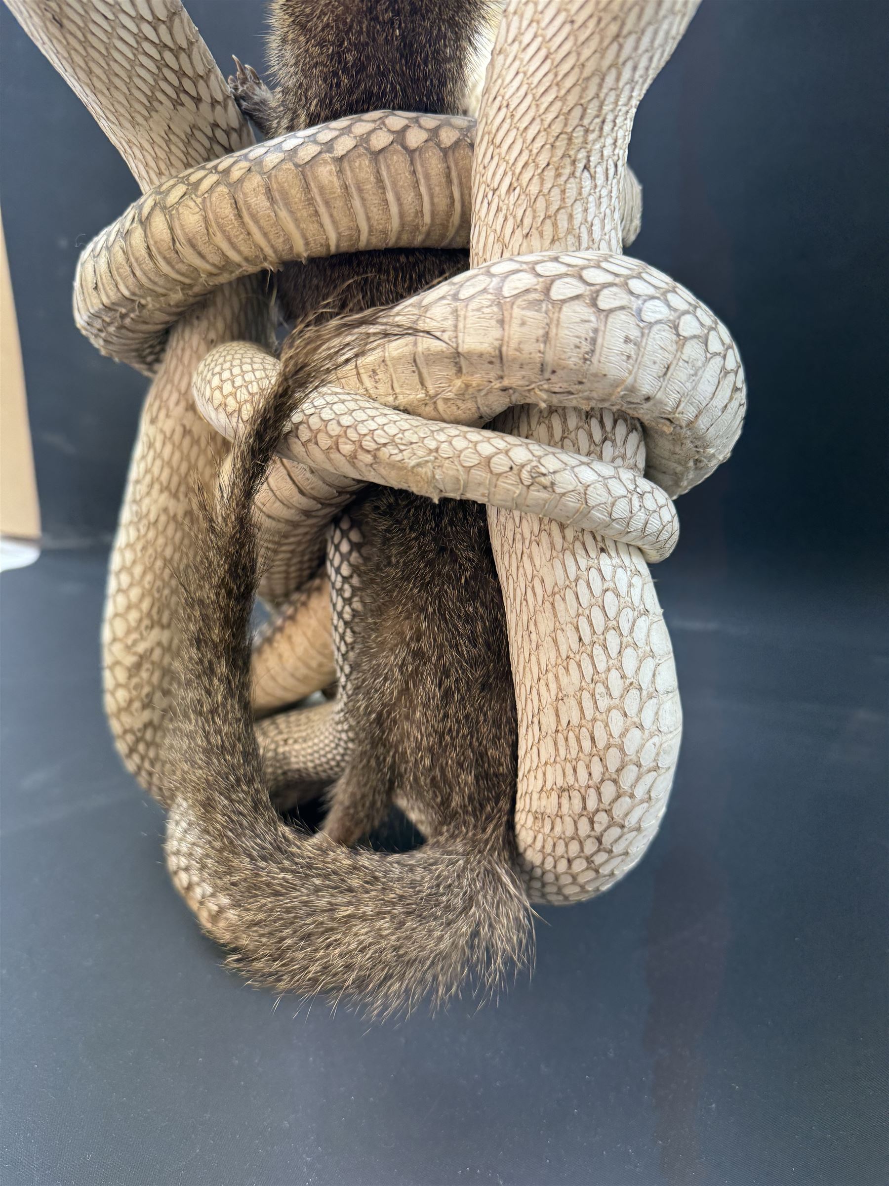 Taxidermy; Mongoose (Herpestidae) fighting three Indian cobras (Naja naja), the cobras entwined around an adult mongoose, H27cm