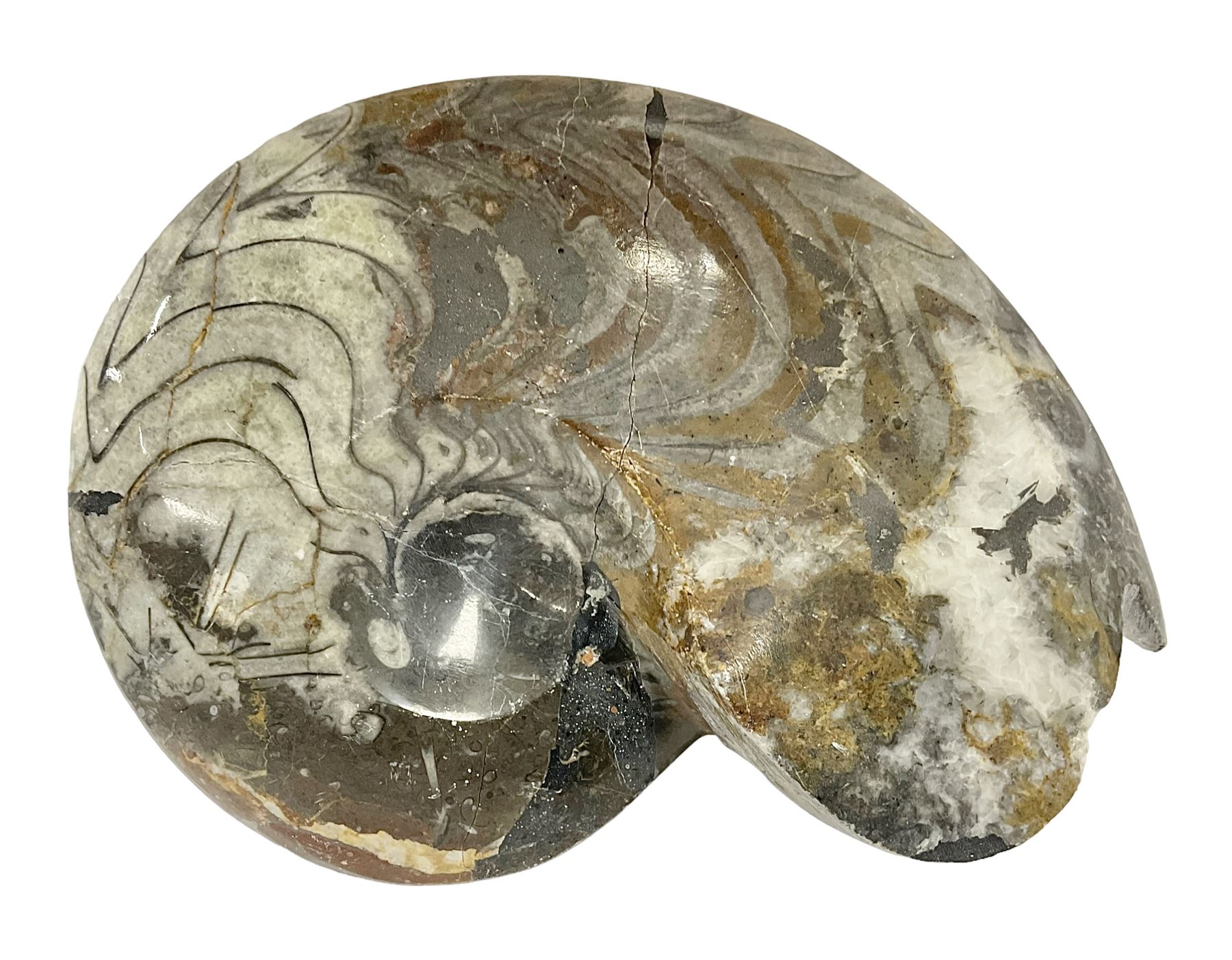 Large polished goniatite, age Devonian period, location Morocco, H16cm, L22cm