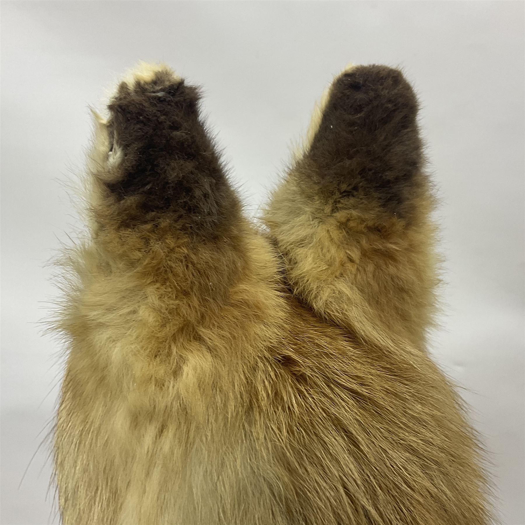 Taxidermy: European Red Fox (Vulpes vulpes), full mount adult on open display with standing alert with ears forward front paw raised, upon a naturalist base, H62cm, L78cm