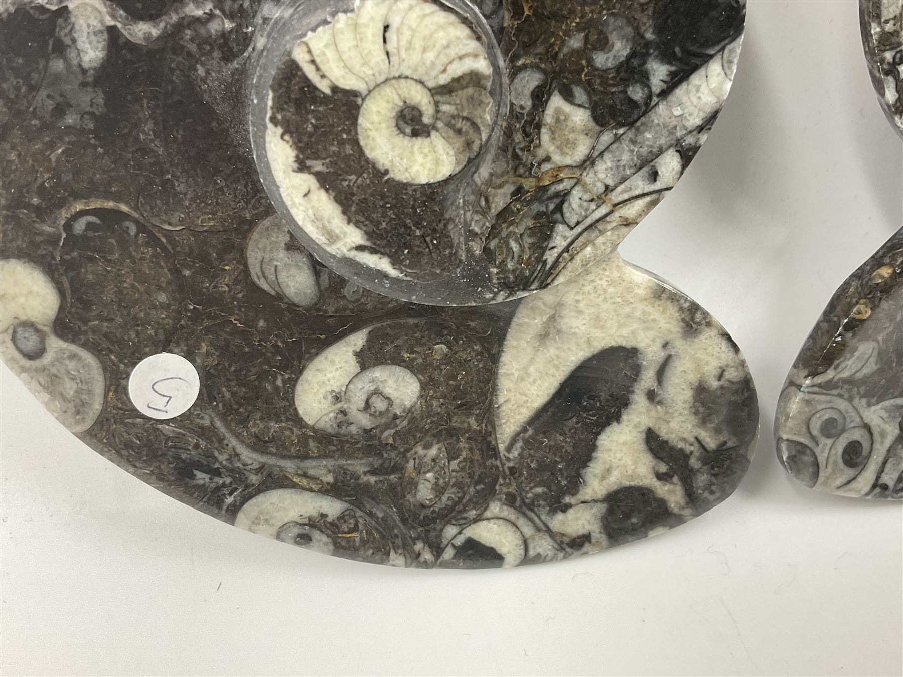 Pair of dishes in the form of ammonites with a raised Goniatite to the centre and Orthoceras and Goniatite inclusions, age: Devonian period, location: Morocco, D11cm