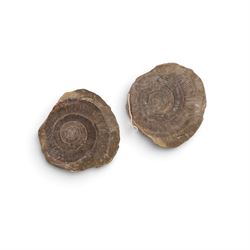Fossil collections; including ray finned fossilised fish, ammonites Gryphaea, etc  