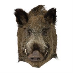 Taxidermy: A European Wild Boar (Sus scrofa), adult neck mount looking straight ahead, 50cm from wall