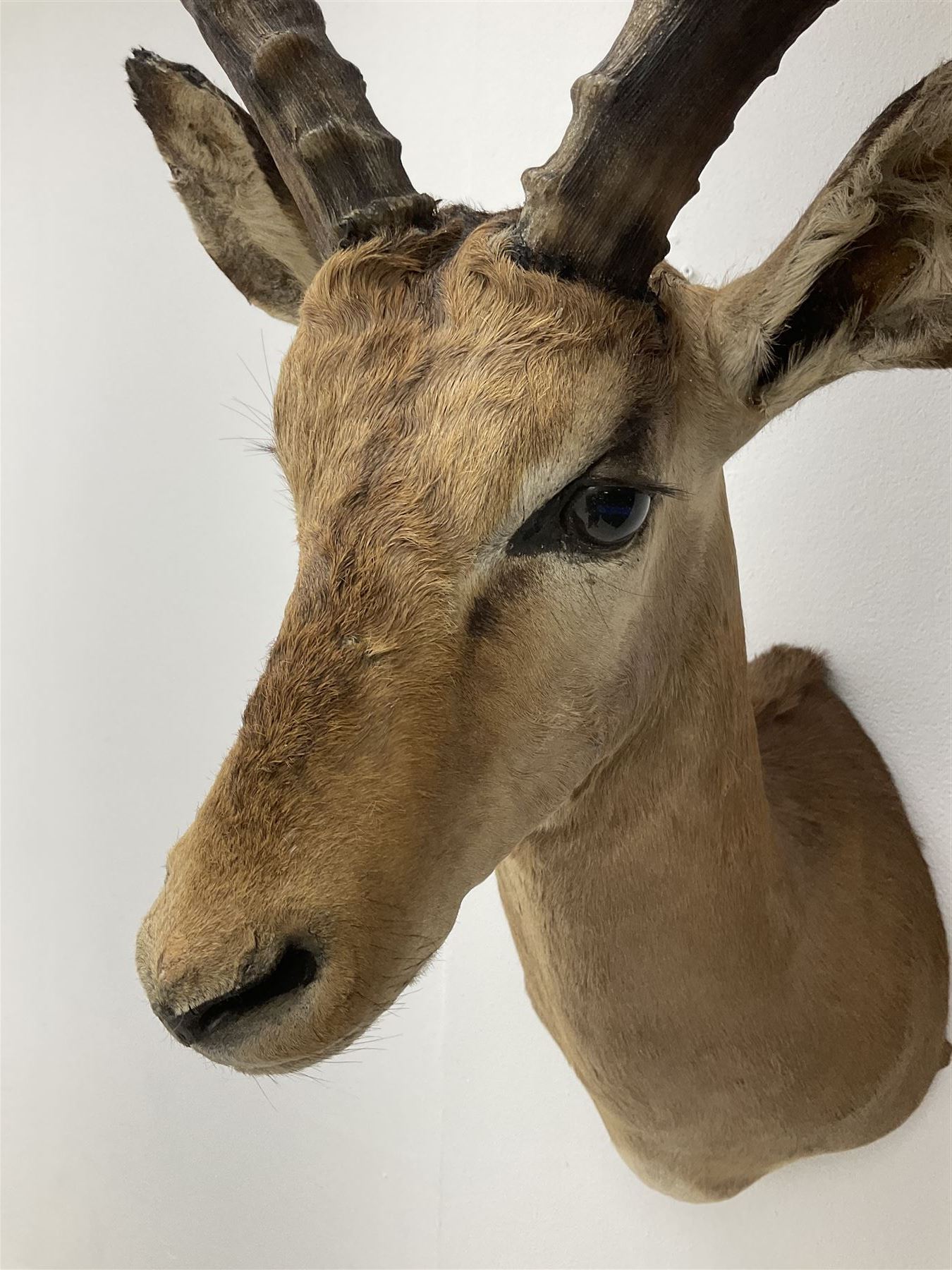 Taxidermy: Common Impala (Aepyceros melampus), adult male shoulder mount looking straight ahead, approximately H90cm