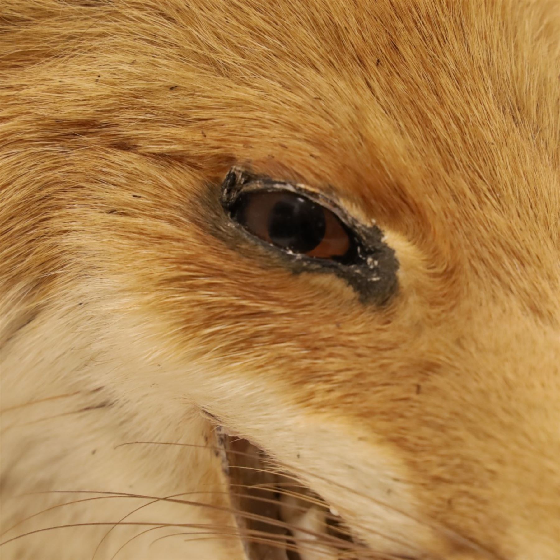 Taxidermy - Fox (Vulpes vulpes), full male adult mount on open display, with raise paw, upon wooden base, base W70cm