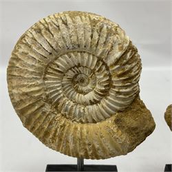 Pair perisphinctes ammonite fossils, each individually mounted upon a rectangular wooden base, age; Middle Jurassic location; Madagascar 