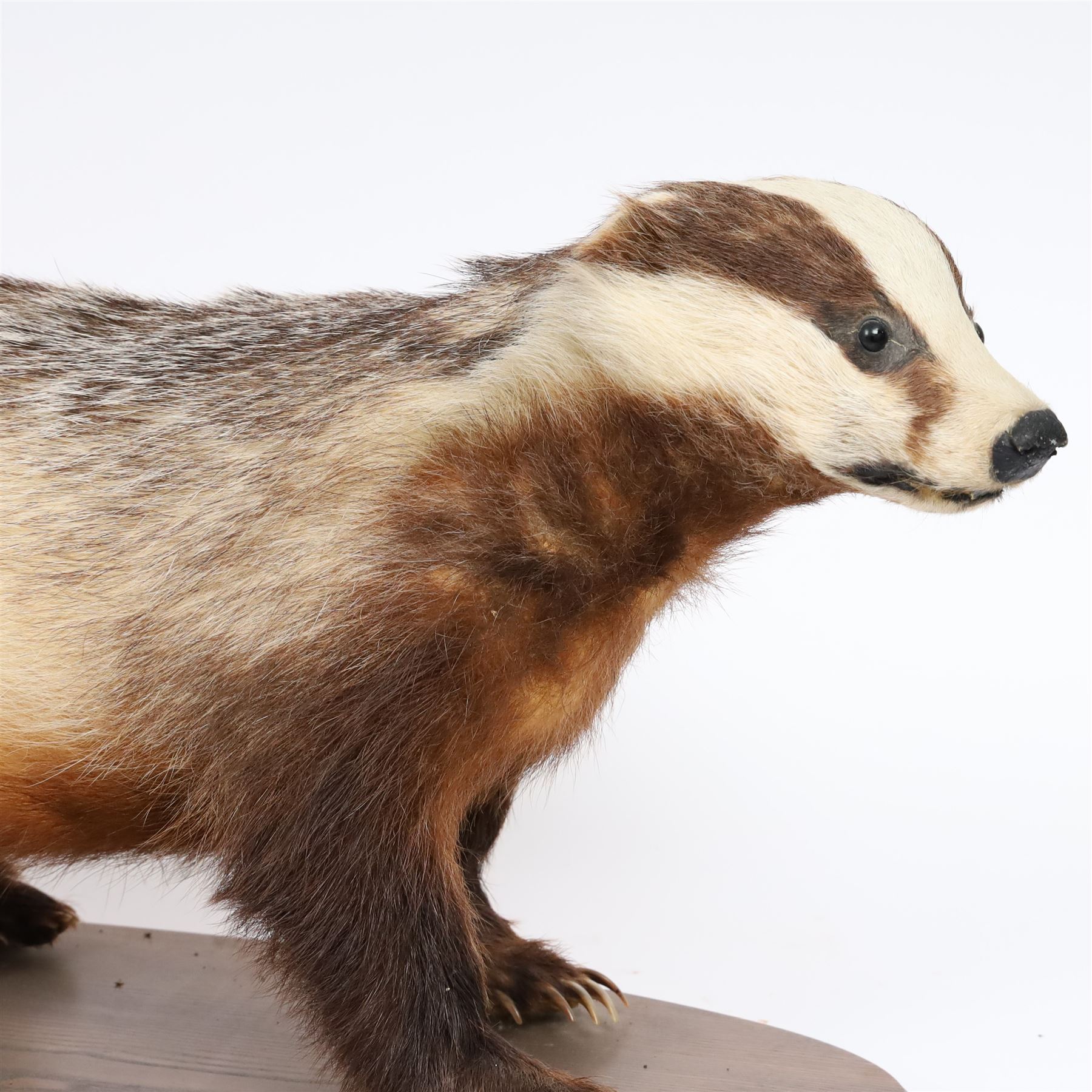 Taxidermy; European Badger (Meles meles), full adult mount on open display, upon a wooden oval base, H40cm
