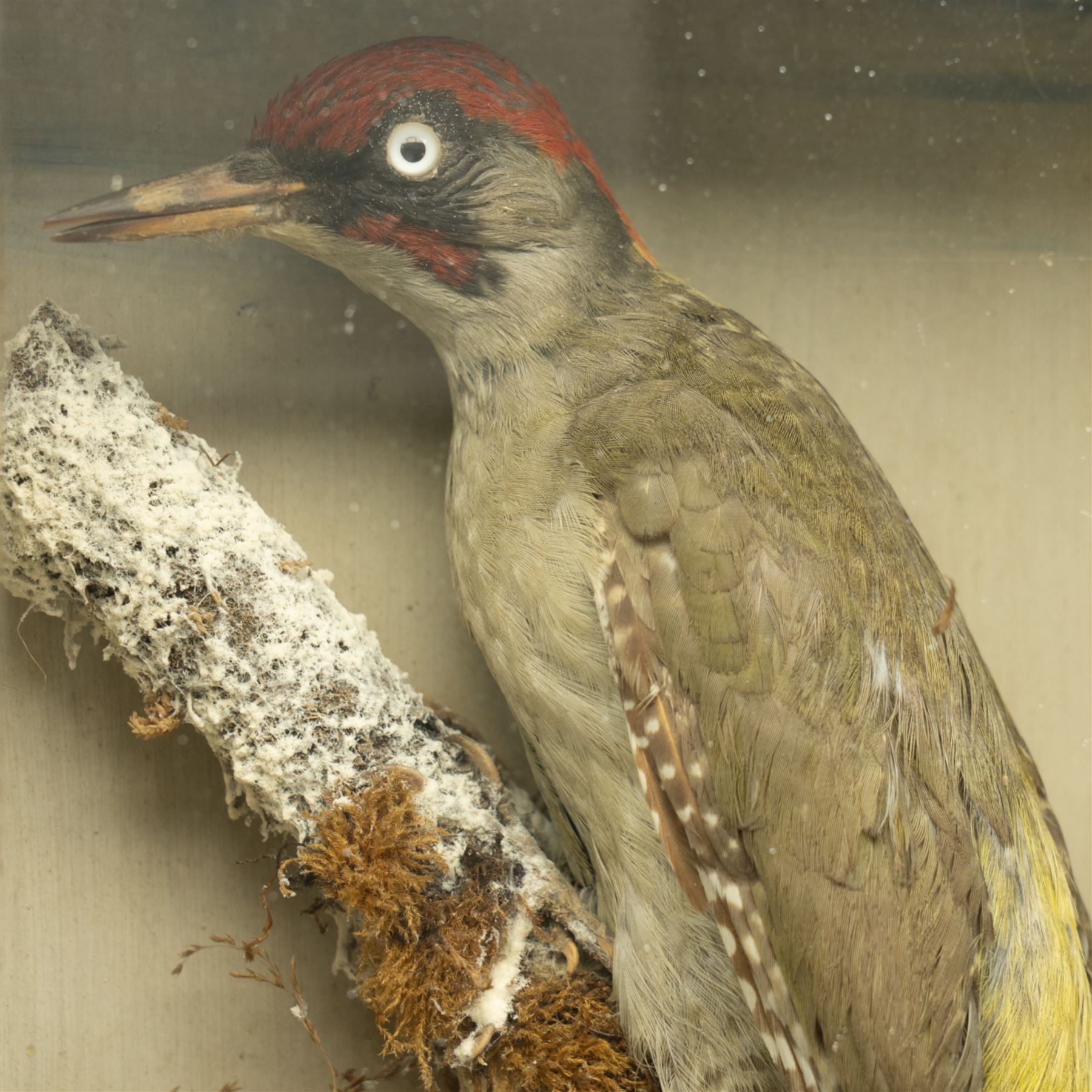 Taxidermy: European Green Woodpecker (Picus Viridis), full adult male mount upon a branch in a naturalistic winter setting, in display case, H33cm 