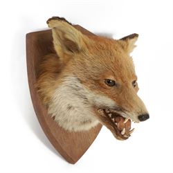 Taxidermy: Red fox mask (Vulpes vulpes), with mouth agape bearing teeth, mounted upon wooden shield