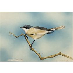 Gordon C Turton (British 1947-): 'Lesser