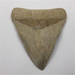 Large Megalodon (Otodus Megalodon) tooth fossil, age; Miocene period, H13cm, W13cm