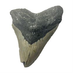 Megalodon (Otodus Megalodon) tooth fossil, age; Miocene period, H11cm, W9cm