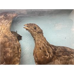 Taxidermy; Cased pair of Ruffed Grouse (Bonasa umbellus), male and female adult mounts, in a naturalistic setting, encased within a single pane display case, H39cm, L68cm