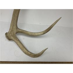 Antlers/Horns: European Red Deer (Cervus elaphus), Sixteen point (9+7)