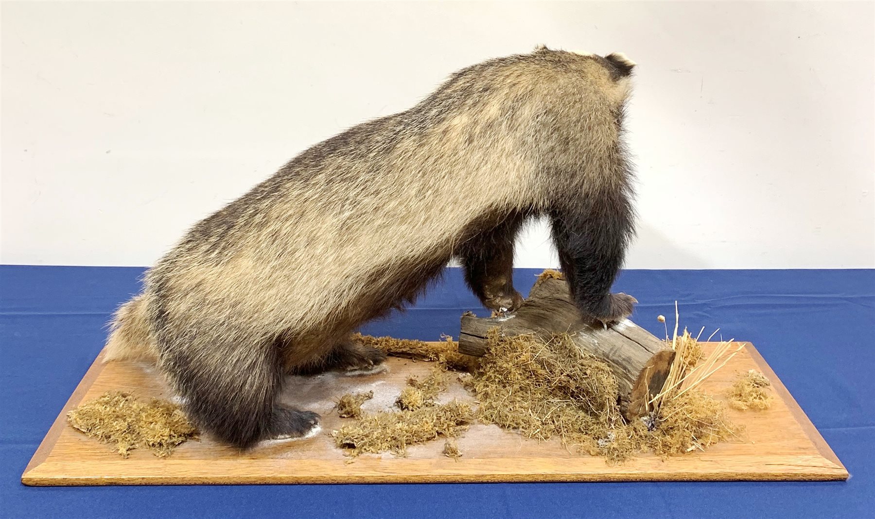 Taxidermy: 20th century European Badger (meles meles), full mount  bearing teeth on open display, upon a mahogany plinth detailed with tree branch and moss, plinth L88cm W30cm 