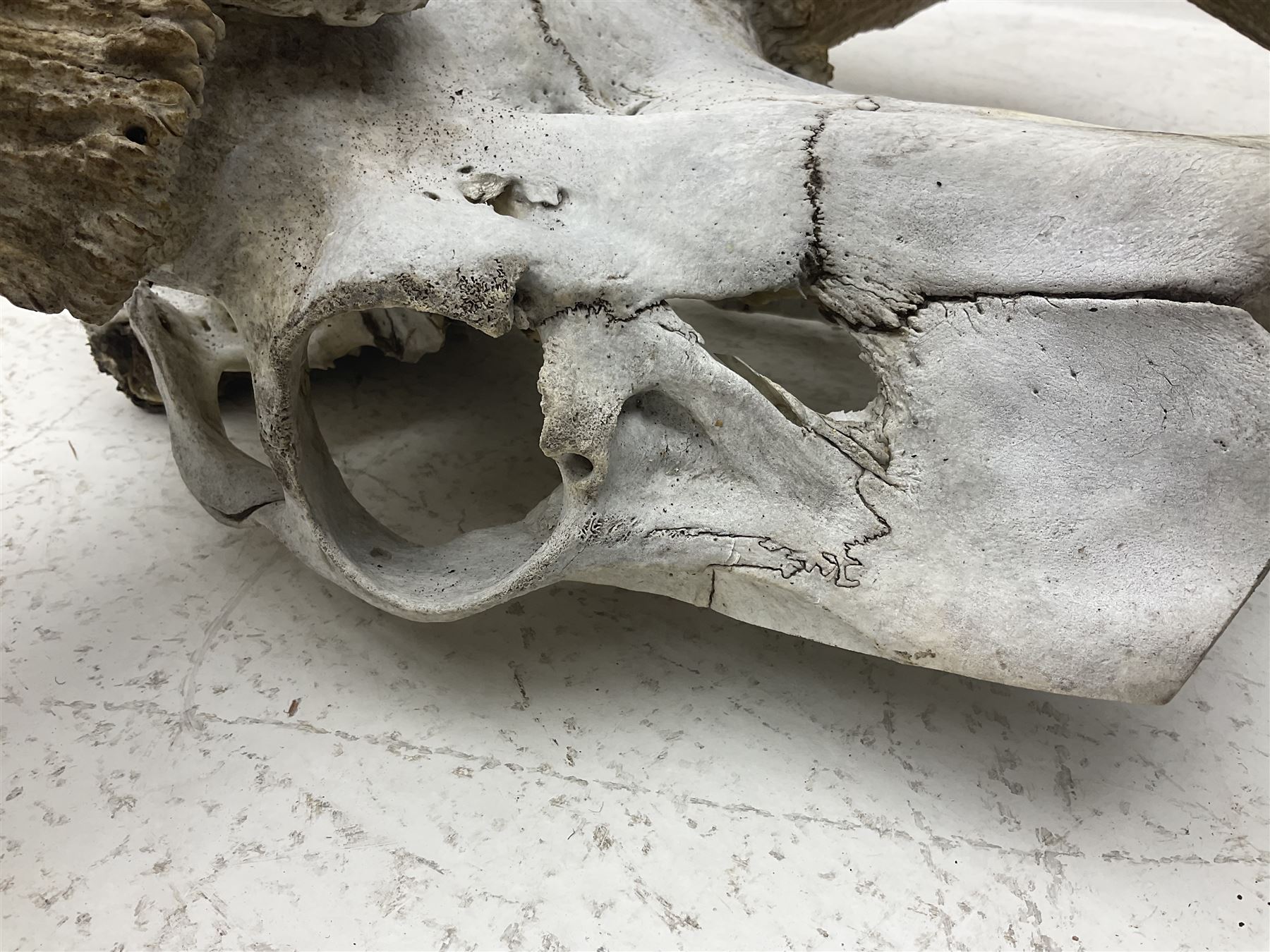 Antlers/Horns:Set of European Moose Antlers (Alces alces), a large set of adult bull Moose antlers on upper skull, widest span 114cm