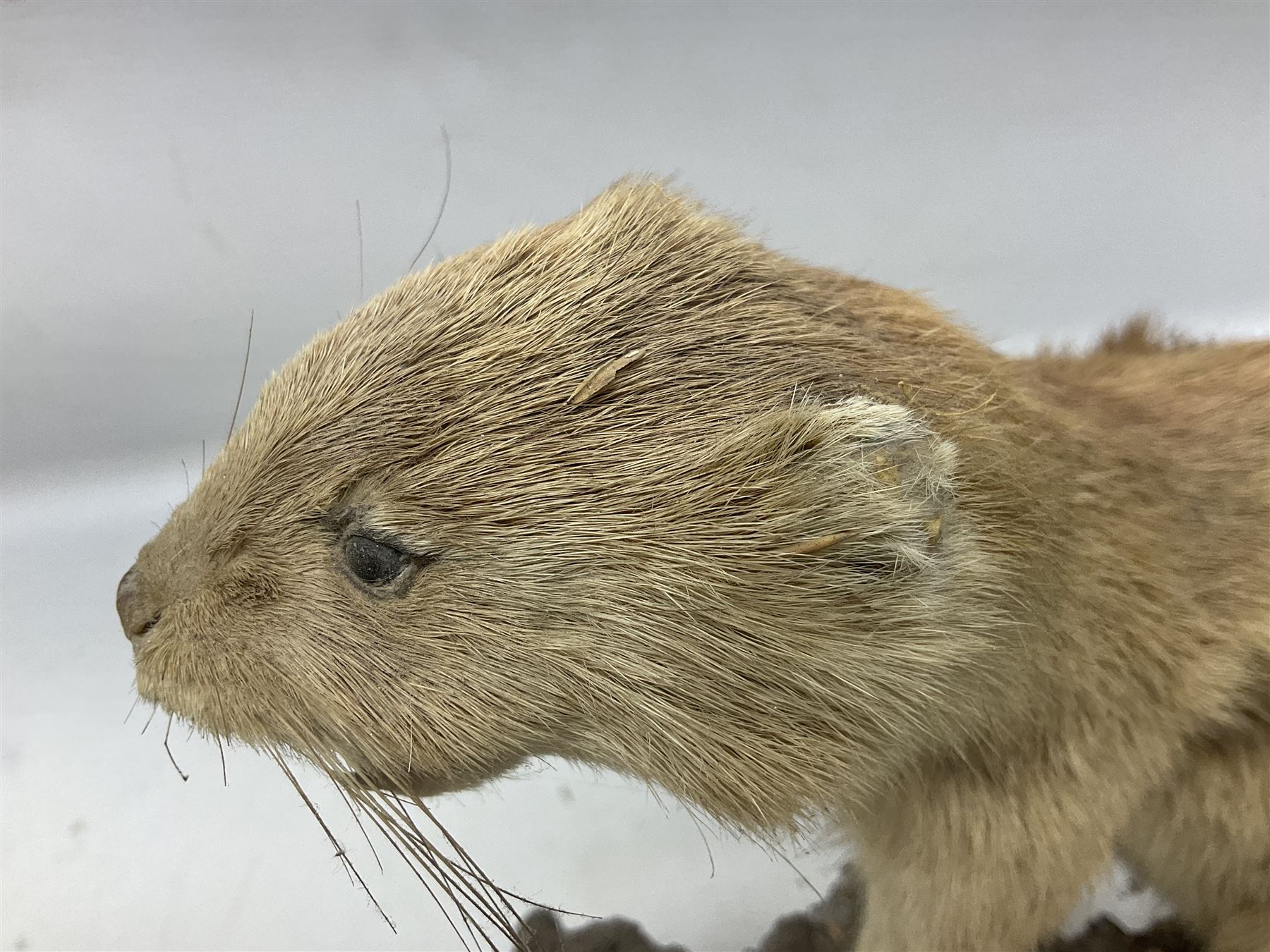 Taxidermy; Pine Marten (Martes martes) or similar, full adult mount mounted on a naturalistic branch, together with a weasel (Mustela) on a wooden plinth, pine marten H34cm